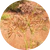 100% Cyperus Rotundus