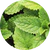 Peppermint Extract