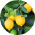 Citrus Extract