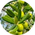 Olive Extract